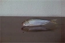 Постер аниме Волна